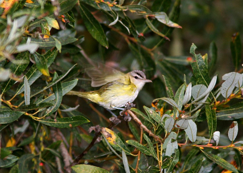 631 - YELLOW-GREEN VIREO (9-30-06) oceano. slo co, ca (4)