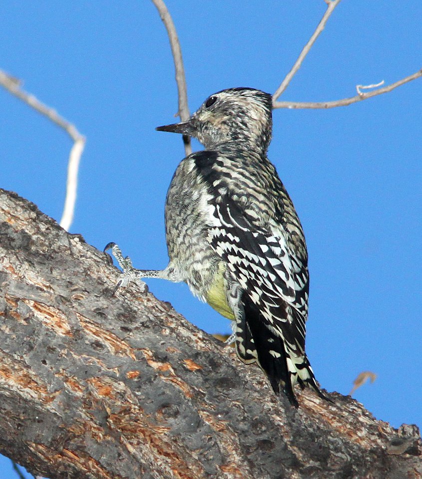 529 -  YELLOW-BELLIED SAPSUCKER (11-17-10) imm, blue haven rd, patagonia, scc, az - (5)