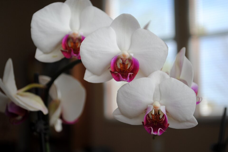 Nature tropical petal