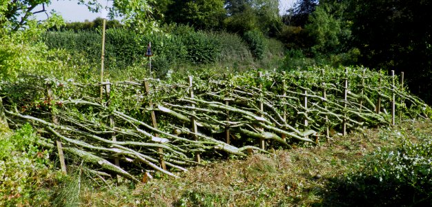 Hedge laying.  Stafford style.