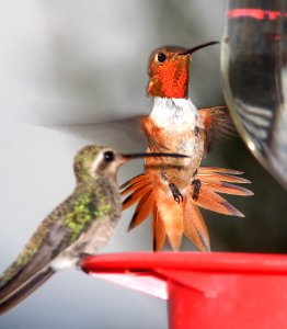 505 - ALLEN'S HUMMINGBIRD (7-25-11) 78 circulo montana, patagonia lake ranch estates, scc, az - (4)