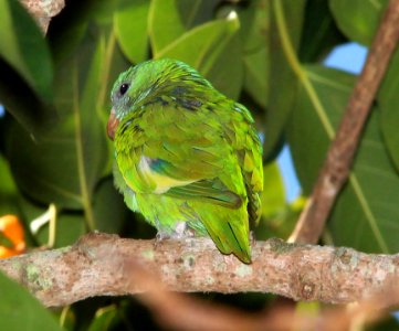 564 - WHITE-WINGED PARAKEET (3-5-13) u of miami campus, dade co, fl  (1)