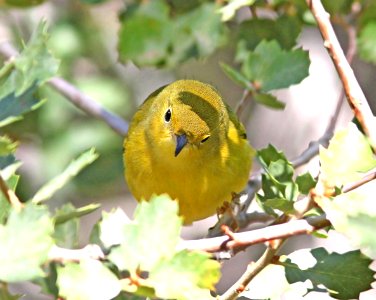 829 - YELLOW WARBLER (9-21-09) cottonwood springs, carrizo n m , slo co, ca  (6)
