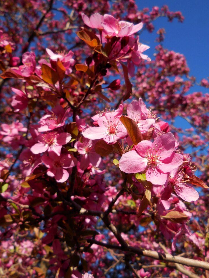Branches nature blossom