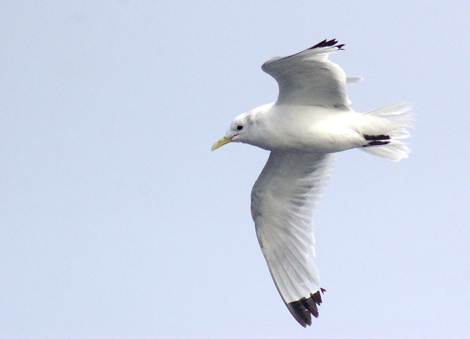 345 - BLACK-LEGGED KITTIWAKE (9-06) adult, ak (10)
