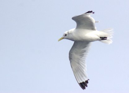 345 - BLACK-LEGGED KITTIWAKE (9-06) adult, ak (10)
