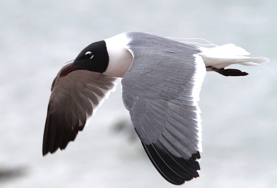 354 - LAUGHING GULL (3-3-12) near san isabel, tx  (3)