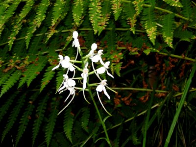 Monkeyface orchid Rick Lavender DNR