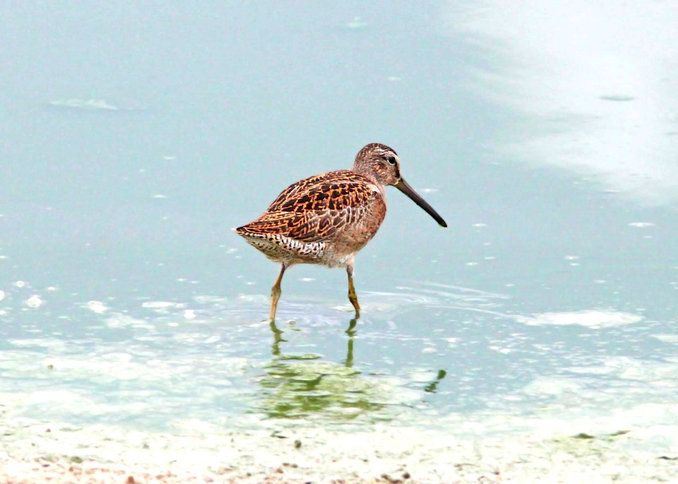 331 - SHORT-BILLED DOWITCHER (8-15-11) wilcox twin ponds, cochise co, az  (4)