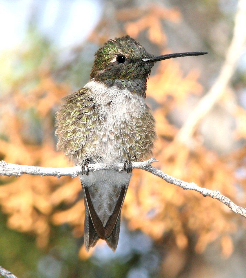 499 - BLACK-CHINNED HUMMINGBIRD (5-4-08) slo co, ca (2)