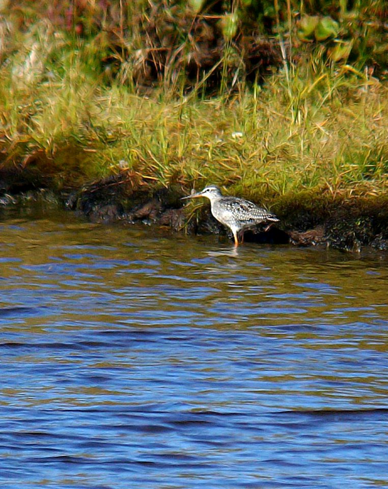 284 - SPOTTED REDSHANK (9-06) attu. ak
