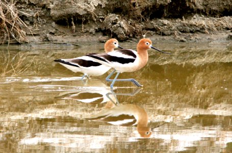 275 -  AMERICAN AVOCET (4-6-08) cholame wetlands, slo co, ca