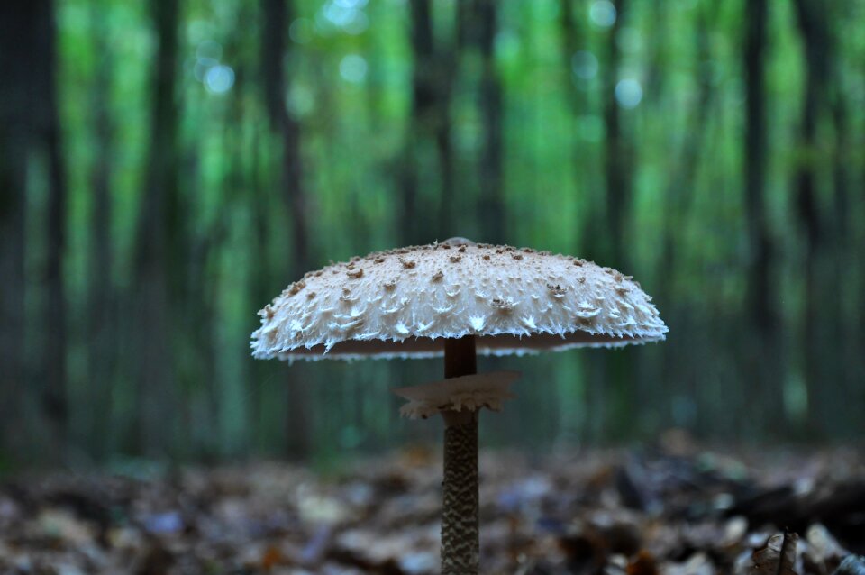 Forest autumn őzláb mushrooms