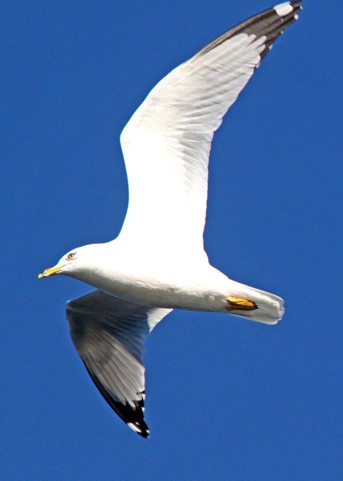 360 - RING-BILLED GULL (12-6-01) patagonia lake, scc, az - (3)
