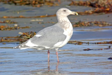 370 - GLAUCOUS-WINGED GULL (12-21-07) 3rd winter - near adult, slo co, ca