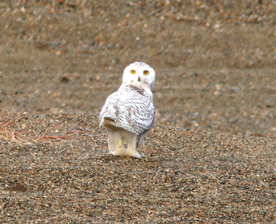 456 - SNOWY OWL (9-16-08) Gambell, Ak - (6)