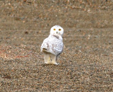 456 - SNOWY OWL (9-16-08) Gambell, Ak - (6)
