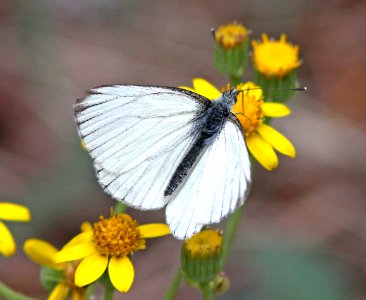 MARGINED WHITE (Pieris marginalis) (6-14-13) 8800ft, hannigan ck, 2 m north of hannigan lodge, greenlee co, az -01