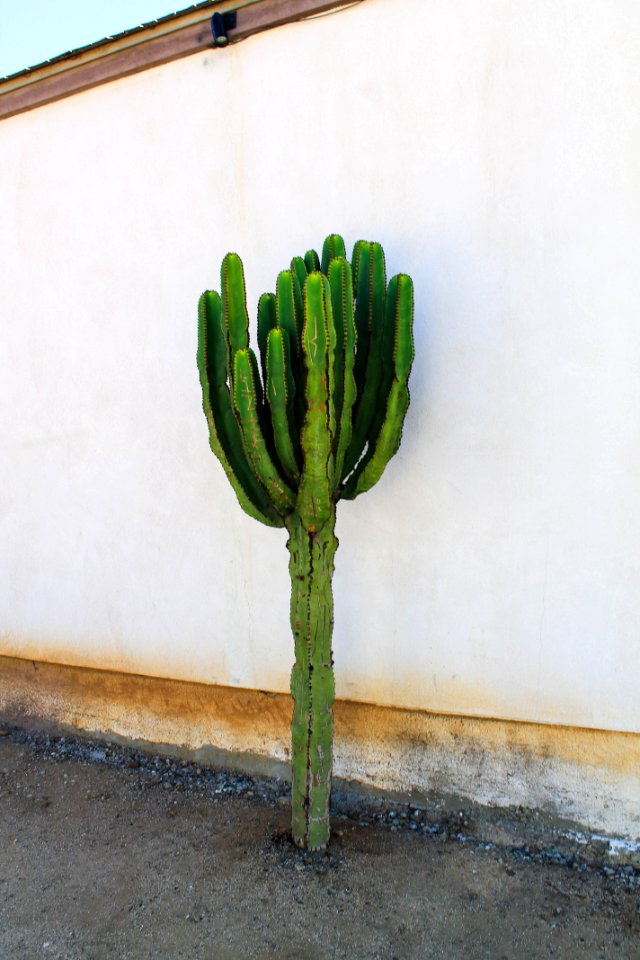 The life of cacti