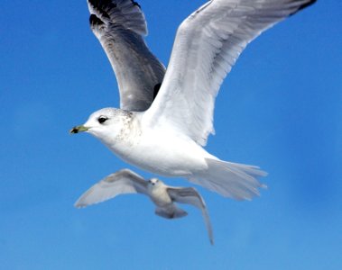 359 - COMMON GULL (2-6-07)-adult, quidi vidi lake, st john's, newfoundland (4)