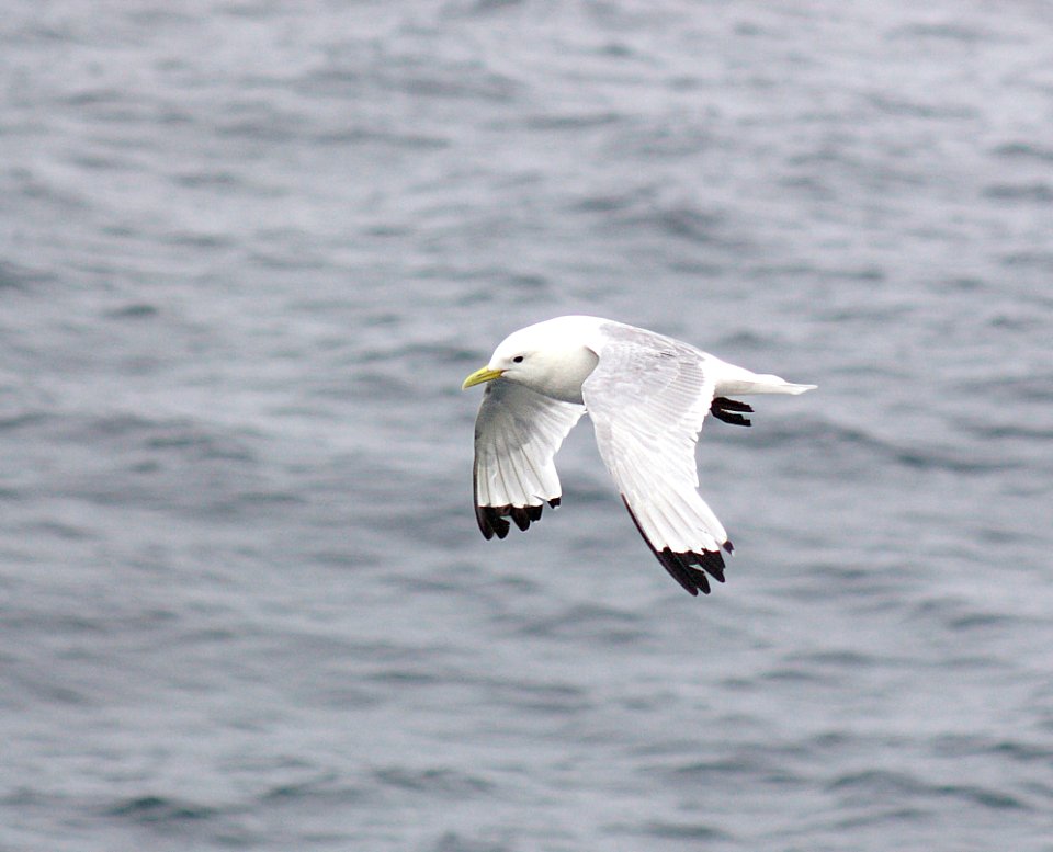 345 - BLACK-LEGGED KITTIWAKE (9-06) adult, ak (9)