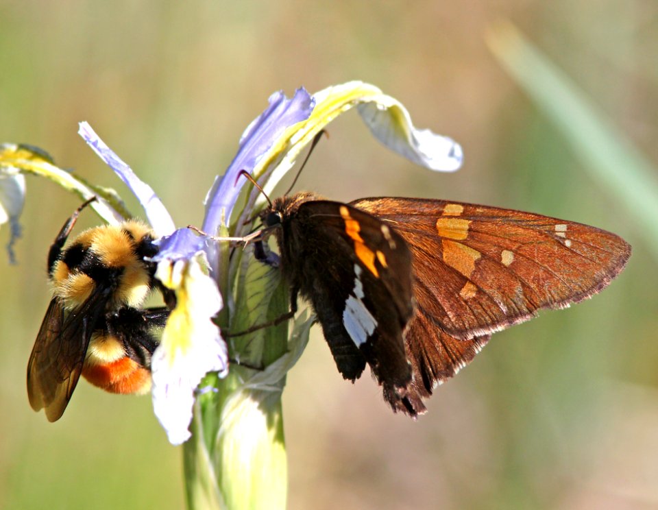 SKIPPER, SILVER-SPOTTED(6-14-13) 8500 ft, alpine divide c g, 4 m south of alpine, apache co, az -03