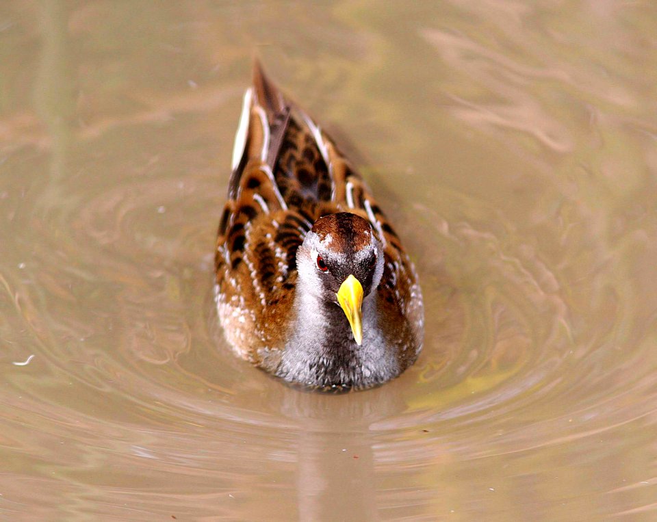 240 - SORA (1-7-08) cloisters, slo co, ca (4)
