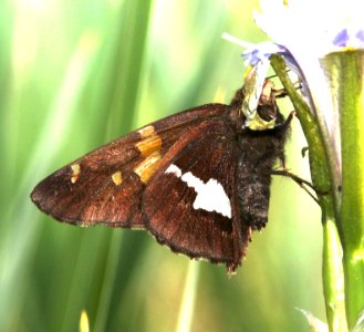 SKIPPER, SILVER-SPOTTED(6-14-13) 8500 ft, alpine divide c g, 4 m south of alpine, apache co, az -04