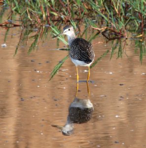 285 - GREATER YELLOWLEGS (9-21-10) west end, pat lake state park, scc, az  (2)