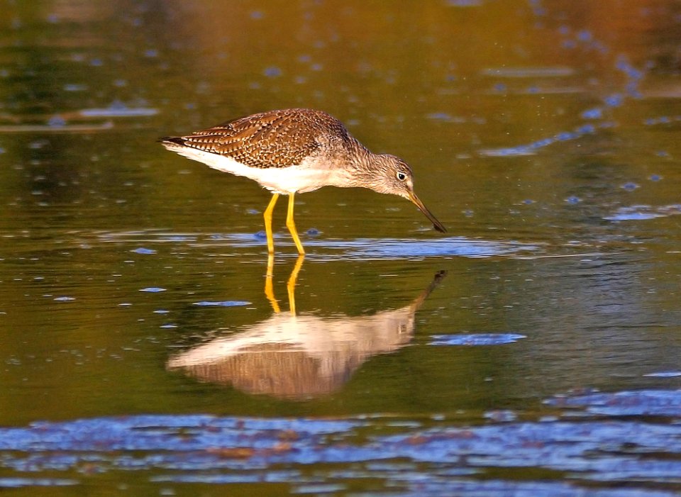 285 - GREATER YELLOWLEGS (11-21-07) morro bay, slo co,ca (2)