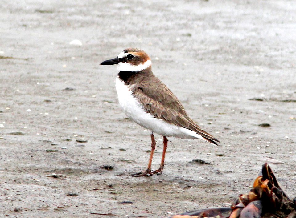 262 - WILSON'S PLOVER (3-22-13) cameron co, louisiana  (1)