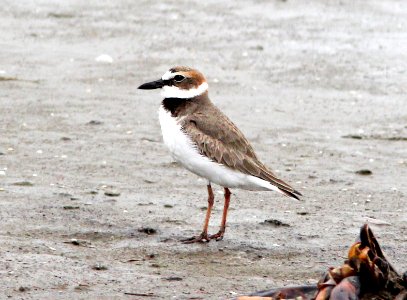 262 - WILSON'S PLOVER (3-22-13) cameron co, louisiana  (1)