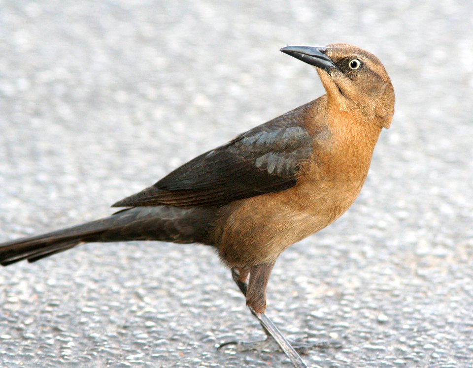 939 - GREAT-TAILED GRACKLE  (12-30-08) quintana, tx  (4)