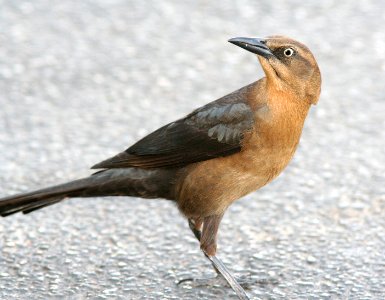 939 - GREAT-TAILED GRACKLE  (12-30-08) quintana, tx  (4)