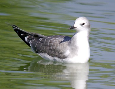 348 - SABINE'S GULL (9-10-07) silver saddle resort, kern co, ca (3)
