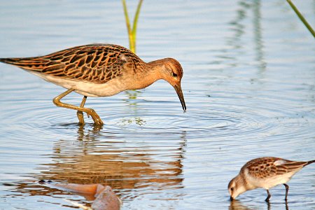 330 - RUFF (10-11-06) morro creek mouth, slo co, ca (3)