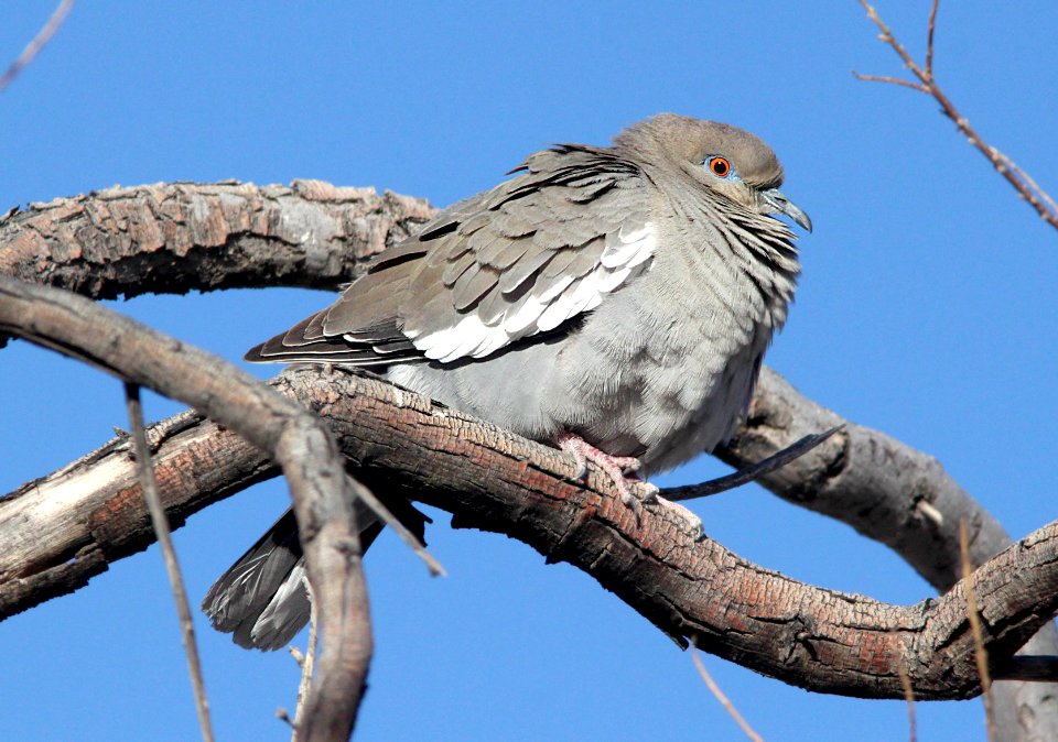 431 - WHITE-WINGED DOVE (2-23-12) pancho villa state park, columbus, nm