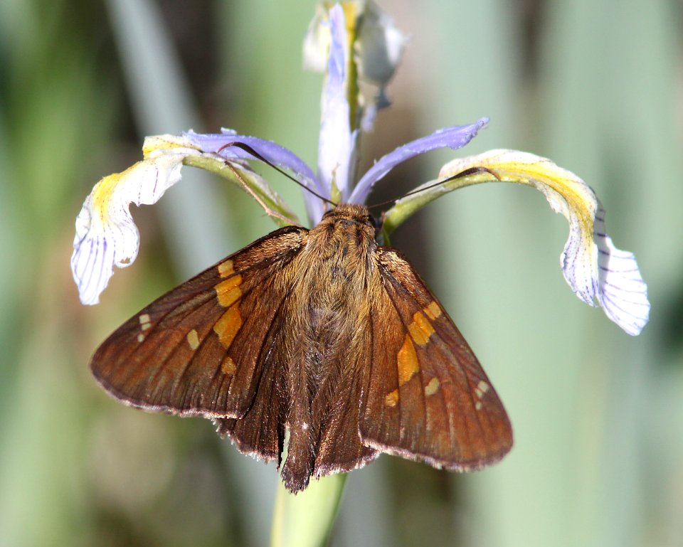 SKIPPER, SILVER-SPOTTED(6-14-13) 8500 ft, alpine divide c g, 4 m south of alpine, apache co, az -01
