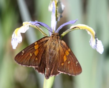 SKIPPER, SILVER-SPOTTED(6-14-13) 8500 ft, alpine divide c g, 4 m south of alpine, apache co, az -01