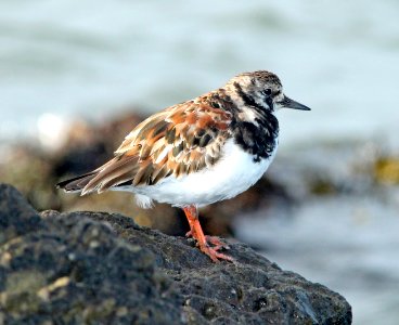 305 - RUDDY TURNSTONE (3-25-10) estero bluffs, slo co, ca  (4)