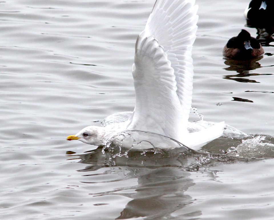 367 - ICELAND GULL (2-15-11) Quidi Vidi Lake, St John's, Newfoundland  (3)