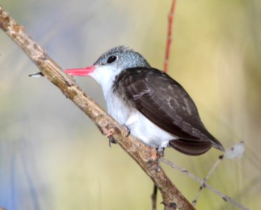 511 -  VIOLET-CROWNED HUMMINGBIRD (11-18-10) east end, patagonia lake, scc, az -01