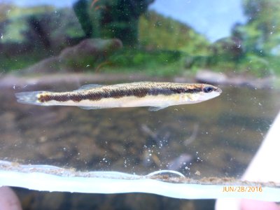 Bridled Darter - Percina kusha #2 LongSwampCrk CoveRd BA16-035 Photo by Brett Albanese, Georgia DNR
