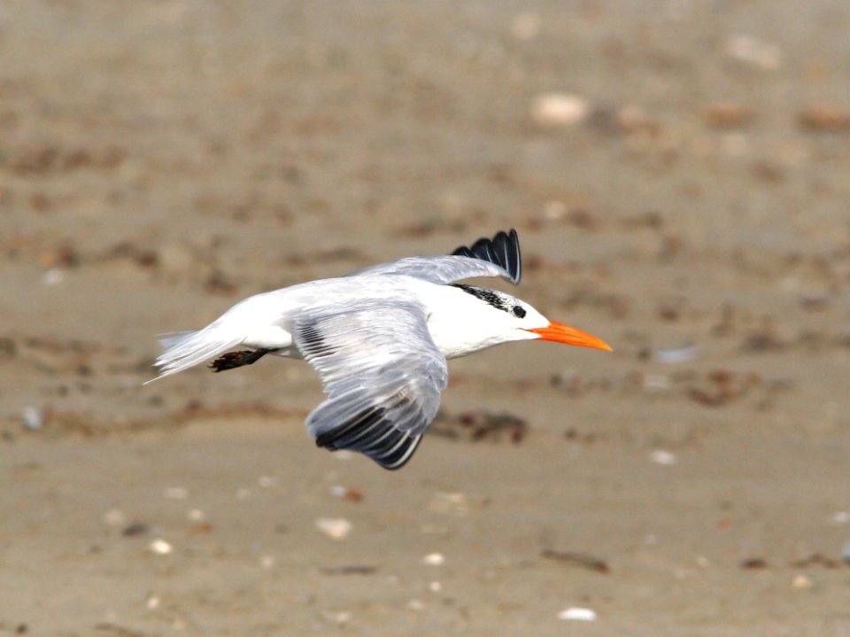 390 -  ROYAL TERN (9-26-08) morro strand, slo co, ca (2)