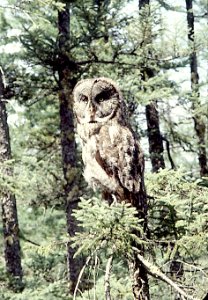 465 - GREAT GRAY OWL northen minnesota (1)