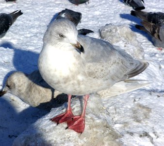 367 - ICELAND GULL (2-7-07) 2nd winter, quidi vidi lake, st john's, newfoundland (1)