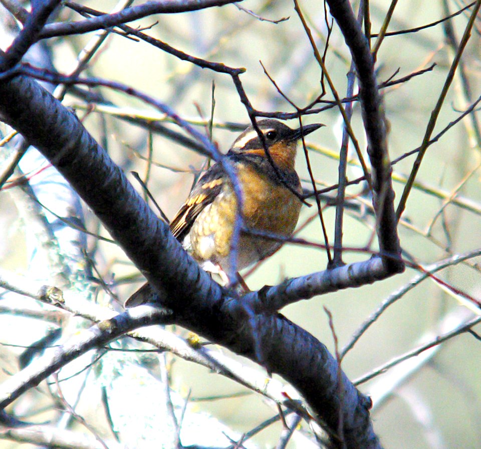 758 - VARIED THRUSH (1-8-07) cerro alto rd, slo co, ca (1)
