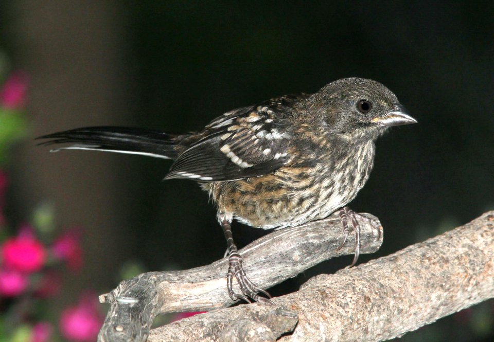 860 - SPOTTED TOWHEE (6-11-09) juv, canet rd, slo co, ca (1)