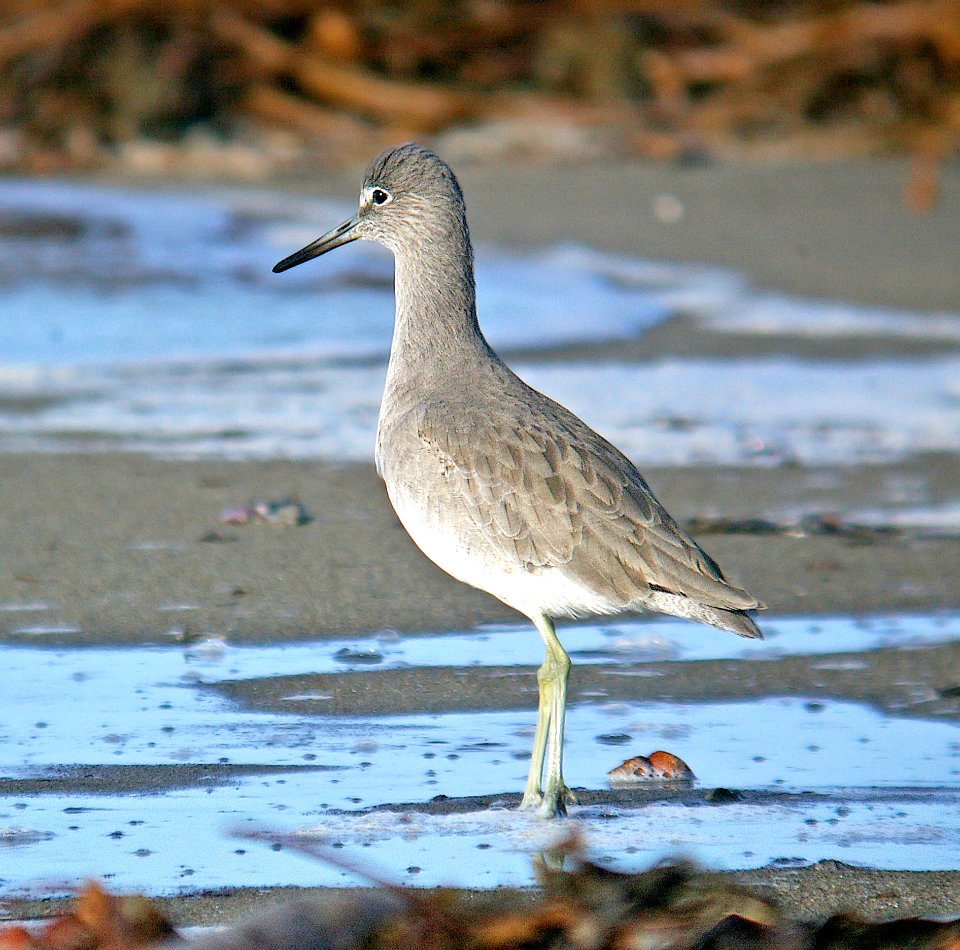 287 - WILLET (11-5-06) morro bay, slo co, ca