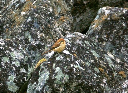 615 - BROWN SHRIKE (9-3-08) gambell, ak - (1)
